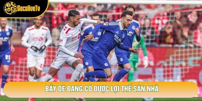 Bầy dê đang có được lợi thế sân nhà